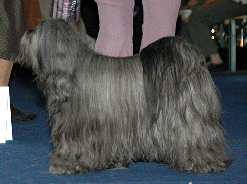 TRI-VA-TEN ANAGRIKA TARO | Tibetan Terrier 