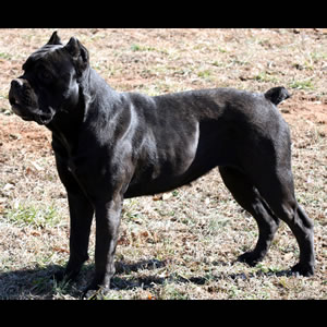 Avalanche's Penne | Cane Corso 