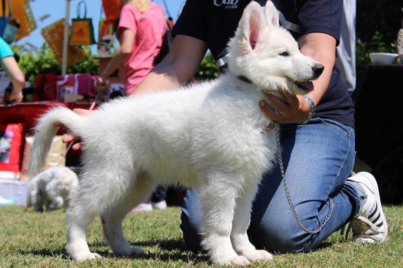 Anacleto dell'Erta delle Chiuse | White Swiss Shepherd Dog 