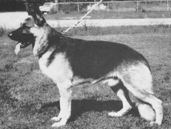 Lasso vom Tollensestrand | German Shepherd Dog 