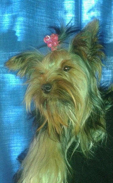 Freeman's Beyonce | Yorkshire Terrier 