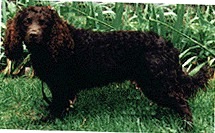 Night Hawks Sargeant Bodee | American Water Spaniel 