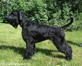 Gently Born Navsegda | Giant Schnauzer 