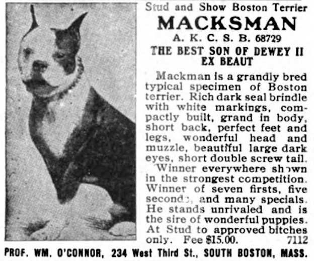 Macksman 068729 vXIX | Boston Terrier 