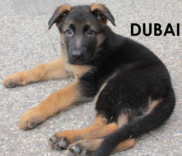 Dubay | German Shepherd Dog 