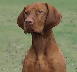 Piroska Toldin's Javelin | Hungarian Vizsla 