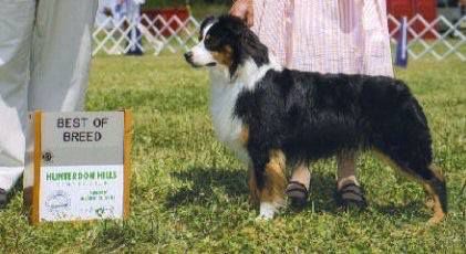 Alta Black Tye Affair | Australian Shepherd 