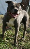 Astuce boy de la crique du flojule | American Staffordshire Terrier 