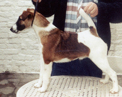 Magic-Touch of Sweet Lords | Smooth Fox Terrier 