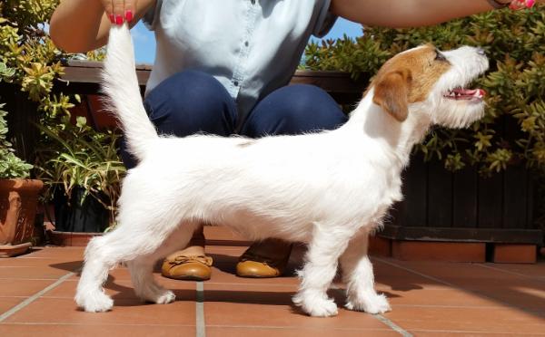 Port Fortis Arctic Light | Jack Russell Terrier 