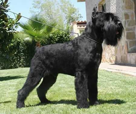 Dandy De Pomerland | Giant Schnauzer 