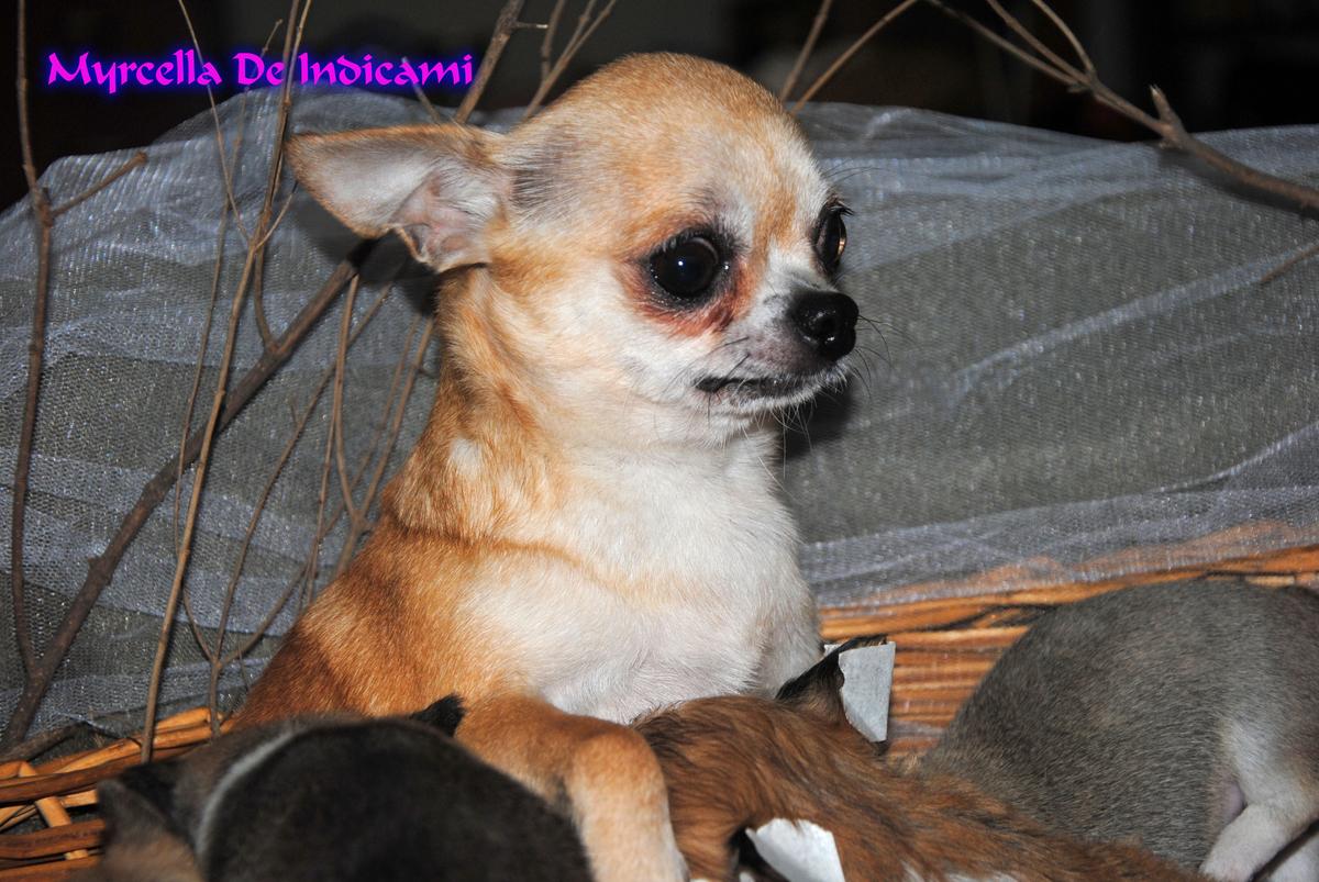 Myrcella De Indicami | Chihuahua 