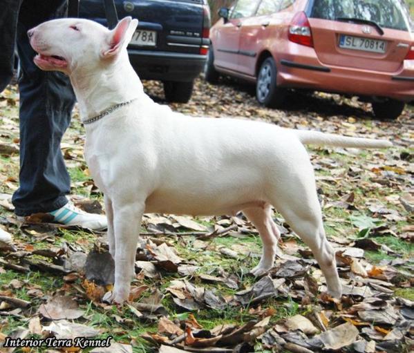 SWEET SNOWFLAKE Interior Terra | Bull Terrier 