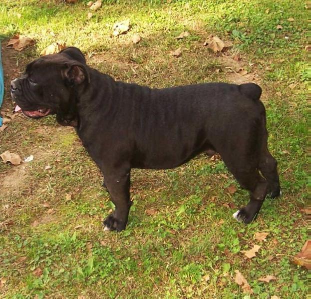 BKK's Leonidas | Olde English Bulldogge 