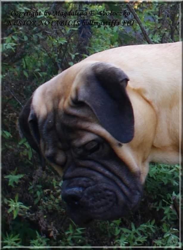 LEGEND OF KREMLIN III Nestor Notabilis FCI | Bullmastiff 