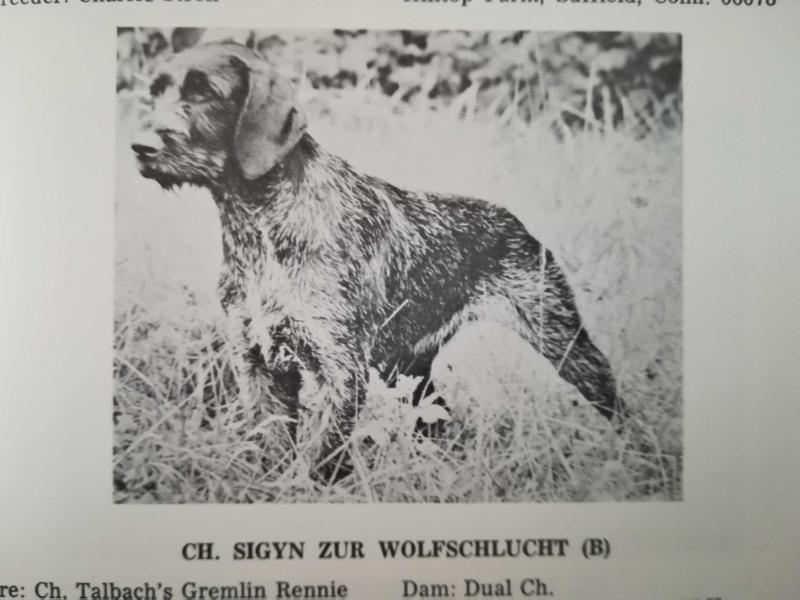 SIGYN ZUR WOLFSCHLUCHT | German Wirehaired Pointer 