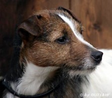 Foxwarren Dolly | Jack Russell Terrier 