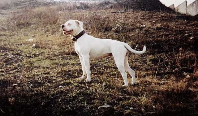 Amazon White Crystal | American Bulldog 