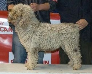 Asturias De Mon Talamo | Spanish Water Dog 