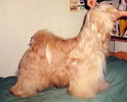 BUDOAR GOLDEN TIGER | Tibetan Terrier 