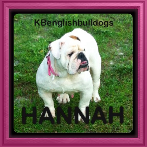 Hannah of amaro | Bulldog 