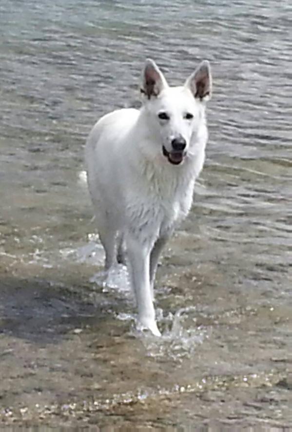 FEDRA | White Swiss Shepherd Dog 