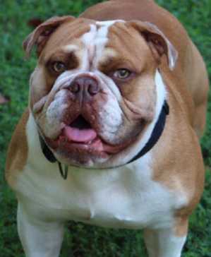 Sundown's Champ | Olde English Bulldogge 