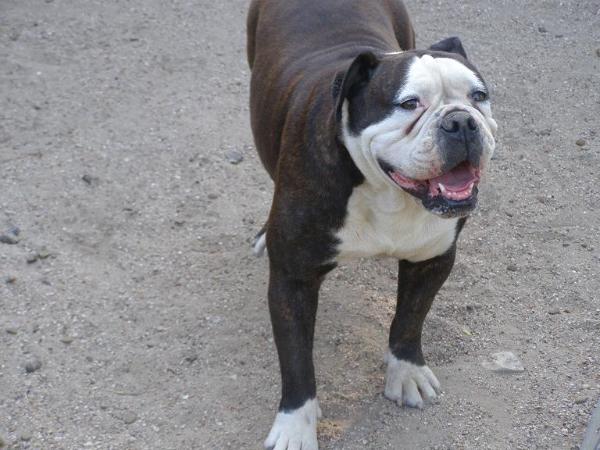 Hill's China Doll | Olde English Bulldogge 