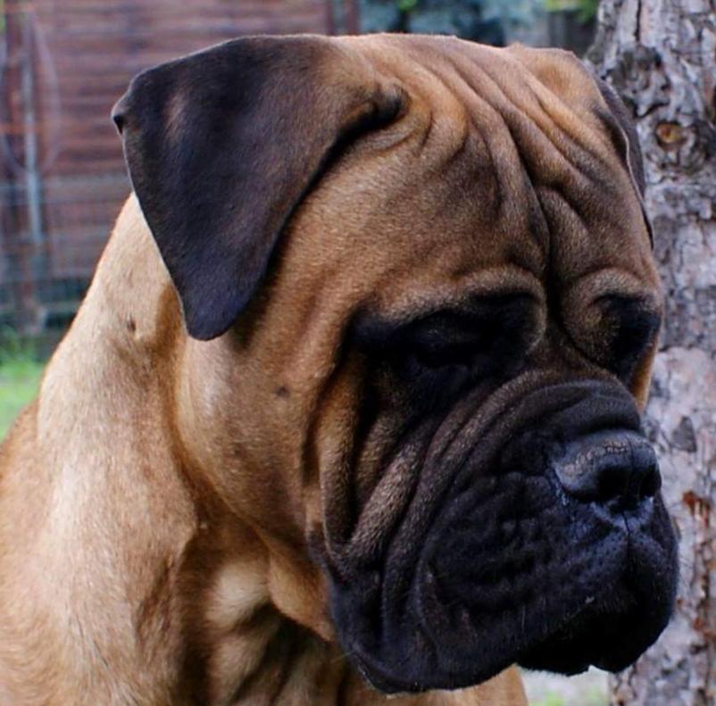 KENTUCKY HENNESY OLD STRAIGHT PEPPER III Nestor Notabilis FC | Bullmastiff 