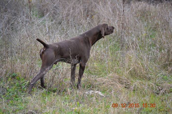 Ricardo | German Shorthaired Pointer 