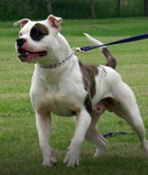 Blueblood's Vinnie of Dreadnoughts | American Bulldog 