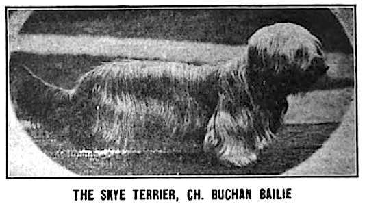 Buchan Baillie (early 1900s) | Skye Terrier 