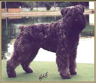 Bonny Blair Patty v.d. Overstort | Bouvier des Flandres 