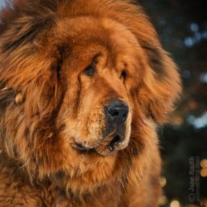 CAESY MEI OF LV YUAN QING KENNEL | Tibetan Mastiff 