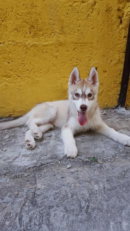 LUKE ORION | Siberian Husky 