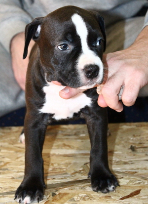 A Dark Secret From My Mind | American Staffordshire Terrier 
