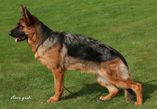 Wickie von Groß-Zünder | German Shepherd Dog 