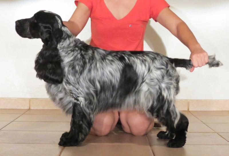 Pequizeiro Polkadot | English Cocker Spaniel 