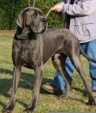 UN GITANO DELLA BAIA AZZURRA | Great Dane 