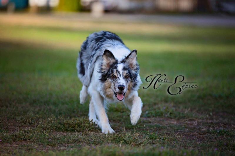 SH Risk It All | Border Collie 