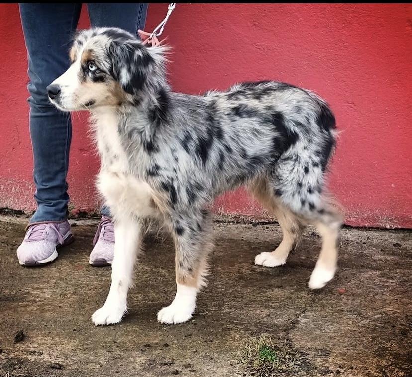 Gypsy XVI | Australian Shepherd 