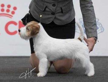 Granlasco Masha | Jack Russell Terrier 