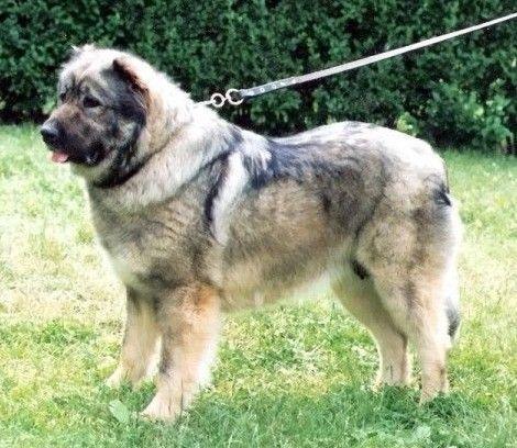 Mizsehazi Satan Hilda | Caucasian Mountain Dog 