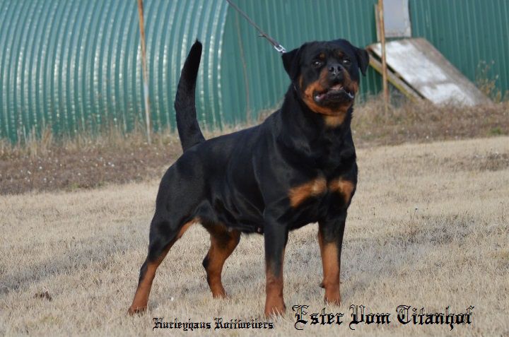 Ester Vom Titanhof | Rottweiler 