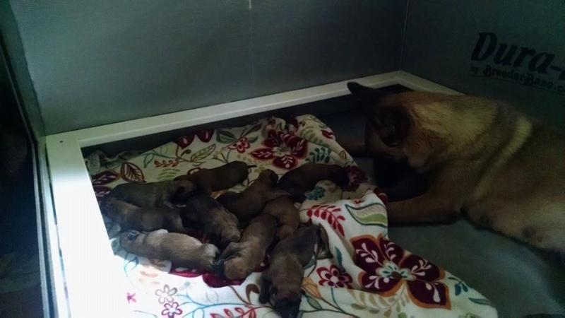 Lounah van Joli Troucheaus | Belgian Malinois 