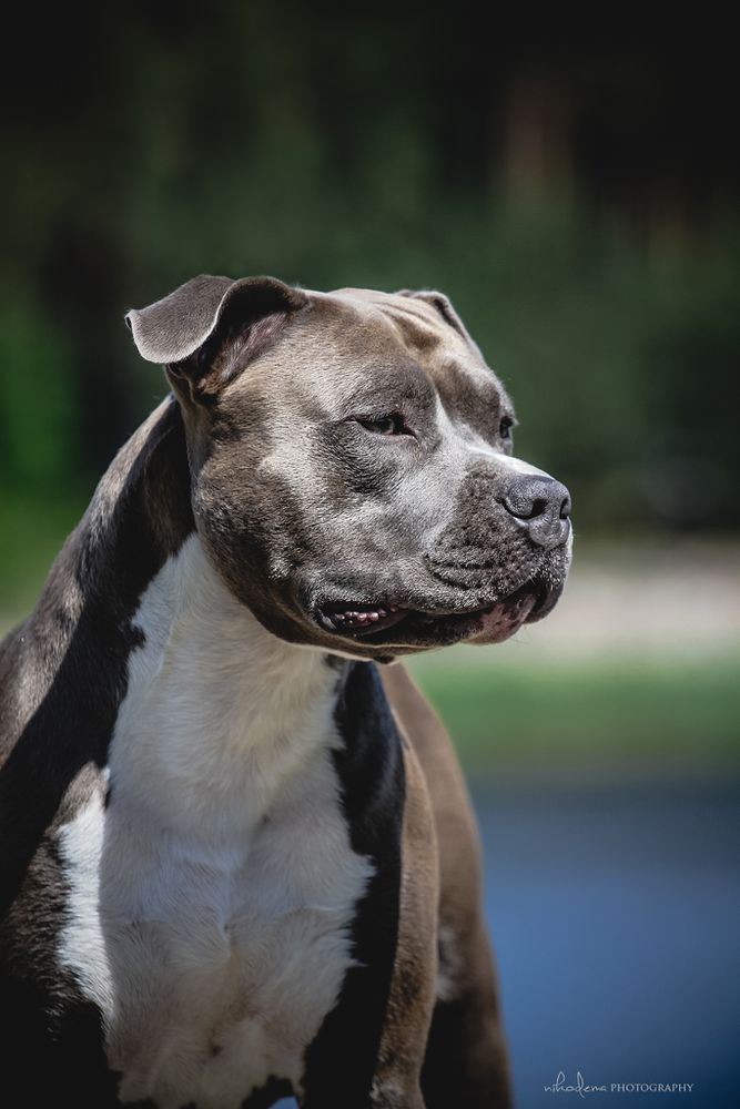 Bu Dulis Al Capone | American Staffordshire Terrier 