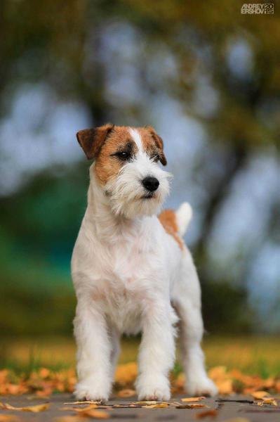 Call Me Top Jack | Jack Russell Terrier 