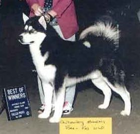 Strawberry Mtn Fire-Fall | Alaskan Malamute 