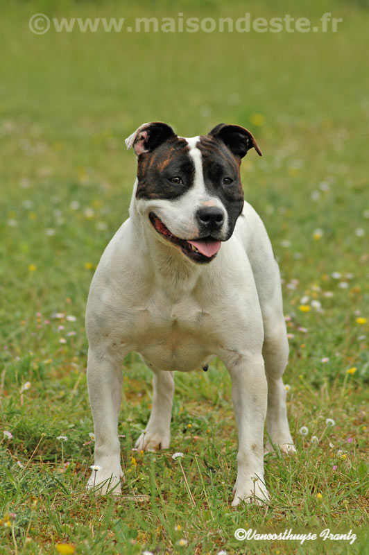 Union paky's De la Maison d'Este | American Staffordshire Terrier 