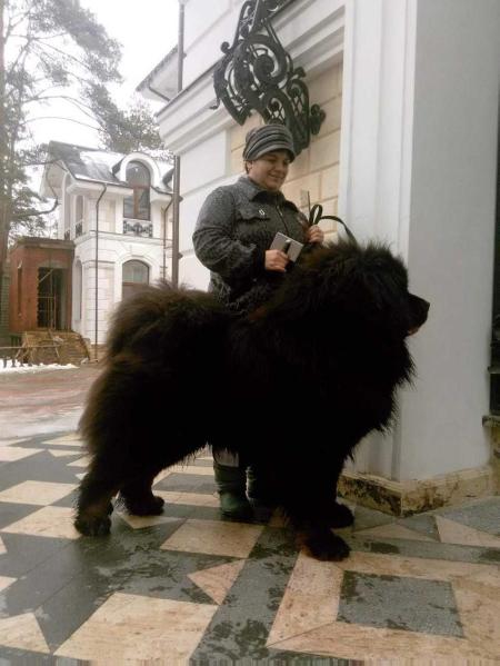 CHERNAYA ZHEMCHUZHINA GOL'D VS | Tibetan Mastiff 